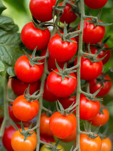 Cherrytomate Sanvitos F1, veredelt (Favorita): (Bildbeschreibung ist in Arbeit)