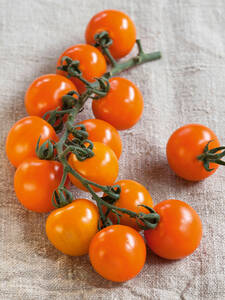 Dekoratives Vorschaubild des Artikels "Cherrytomate Solena Orange, F1 (Oranjestar)(veredelt)" (Bildbeschreibung ist in Arbeit)