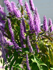 Dekoratives Vorschaubild des Artikels "Chinesischer Gew�rzstrauch" (Bildbeschreibung ist in Arbeit)