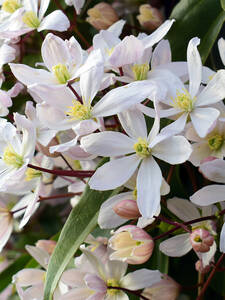 Kletterpflanzen - Clematis Apple Blossom