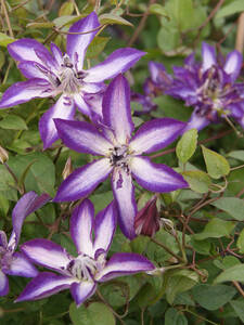 Dekoratives Vorschaubild des Artikels "Clematis Astra Nova, PBR" (Bildbeschreibung ist in Arbeit)