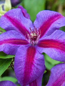 Dekoratives Vorschaubild des Artikels "Clematis Etoile de Malicorne" (Bildbeschreibung ist in Arbeit)