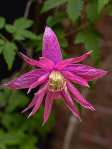 Kletterpflanzen - Clematis Imke, PBR