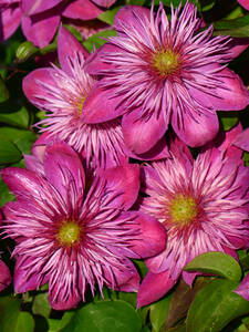 Kletterpflanzen - Clematis Kaiser Blushing Bridesmaid, PBR: (Bildbeschreibung ist in Arbeit)