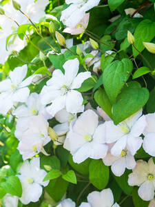 Clematis Madame le Coultre