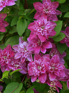 Kletterpflanzen - Clematis My Darling, PBR: (Bildbeschreibung ist in Arbeit)