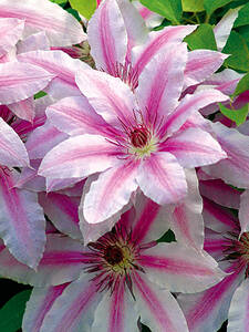 Kletterpflanzen - Clematis Nelly Moser