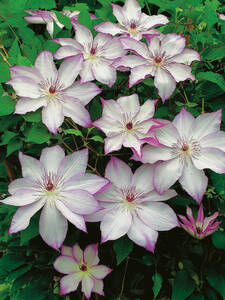 Kletterpflanzen - Clematis Omoshiro