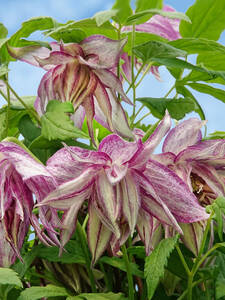 Kletterpflanzen - Clematis Pink Surprise, PBR
