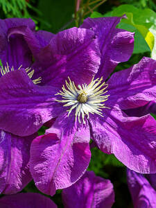 Kletterpflanzen - Clematis The President