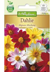 Samen - Dahlie Mignon-Mischung