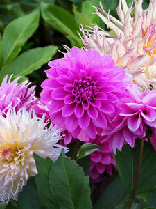 Dekoratives Vorschaubild des Artikels "Dahlien Purple/White Mixed" (Bildbeschreibung ist in Arbeit)