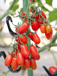 Tomaten-Jungpflanzen - Datteltomate Trilly, F1 (veredelt): (Bildbeschreibung ist in Arbeit)