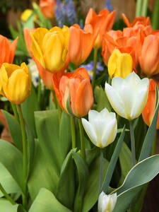 Dekoratives Vorschaubild des Artikels "Duftender Fosteriana Tulpen Mix" (Bildbeschreibung ist in Arbeit)