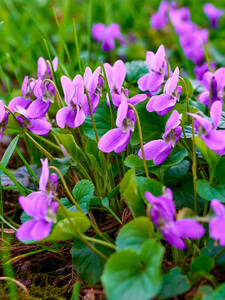 Dekoratives Vorschaubild des Artikels "Duftveilchen Rubrifolia" (Bildbeschreibung ist in Arbeit)