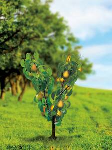 Apfelbaum - Duo-Obstbaum Birne