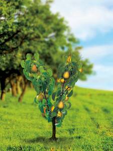 Birnbaum - Duo-Obstbaum Birne