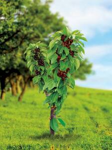 Kischbaum - Duo-Obstbaum Skirsche