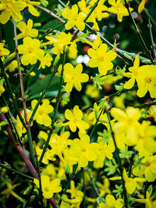 Echter Winterjasmin: (Bildbeschreibung ist in Arbeit)