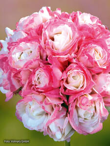 Edelpelargonie Grandeur Deco Appleblossom