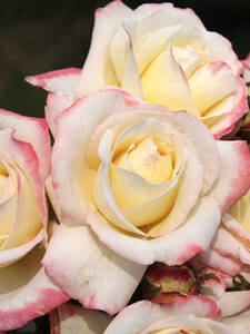 Edelrose Athena (als Solitr mit Knospen): (Bildbeschreibung ist in Arbeit)