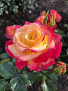 Dekoratives Vorschaubild des Artikels "Edelrose Casino" (Bildbeschreibung ist in Arbeit)