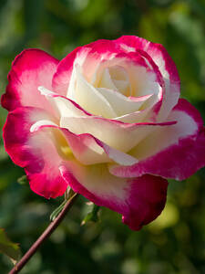Dekoratives Vorschaubild des Artikels "Edelrose Double Delight" (Bildbeschreibung ist in Arbeit)