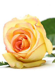 Edelrose Gloria Dei/Peace: (Bildbeschreibung ist in Arbeit)