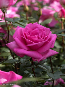 Dekoratives Vorschaubild des Artikels "Edelrose Lady Like" (Bildbeschreibung ist in Arbeit)