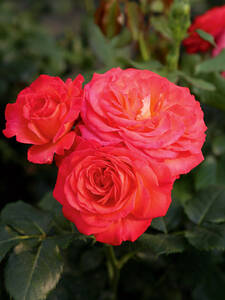 Edelrose Vulcano: (Bildbeschreibung ist in Arbeit)