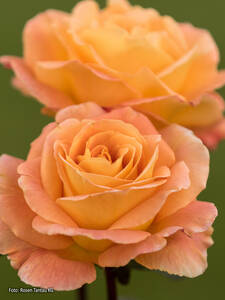 Edelrose Whisky