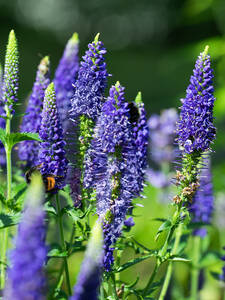 Dekoratives Vorschaubild des Artikels "Ehrenpreis Anniversary Blue" (Bildbeschreibung ist in Arbeit)