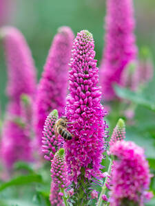 Dekoratives Vorschaubild des Artikels "Ehrenpreis Anniversary Rose" (Bildbeschreibung ist in Arbeit)