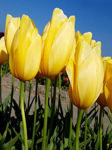 Blumenzwiebeln - Einfachblhende Tulpe Big Smile: (Bildbeschreibung ist in Arbeit)
