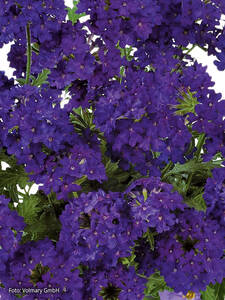Eisenkraut Vectura Deep Blue: (Bildbeschreibung ist in Arbeit)