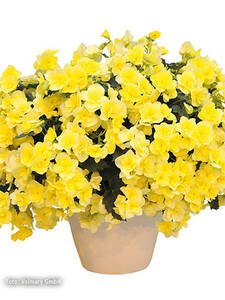 Elatiorbegonie Sunpleasure Yellow: (Bildbeschreibung ist in Arbeit)