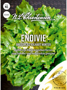 Salatsamen - Endivie Breedblad  Volhart Winter: (Bildbeschreibung ist in Arbeit)