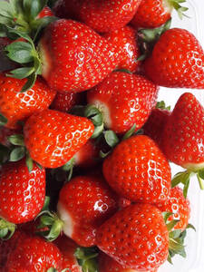 Erdbeerpflanzen - Erdbeere Glorielle®