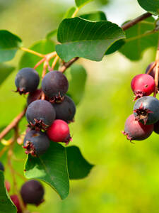 Obstgehlze - Erlenblttrige Felsenbirne Greatberry Aroma: (Bildbeschreibung ist in Arbeit)