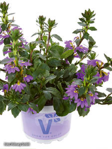 Dekoratives Vorschaubild des Artikels "Fächerblume Abanico Blue" (Bildbeschreibung ist in Arbeit)