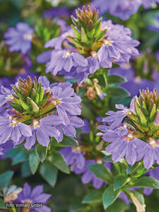 Dekoratives Vorschaubild des Artikels "F�cherblume Abanico Compact Purple" (Bildbeschreibung ist in Arbeit)