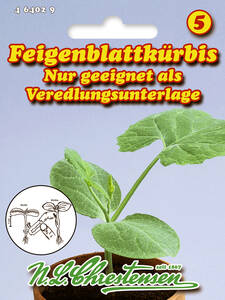 Samen - Feigenblattkrbis: (Bildbeschreibung ist in Arbeit)