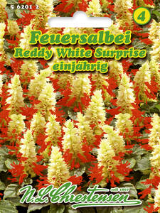Samen - Feuersalbei Reddy White Surprise: (Bildbeschreibung ist in Arbeit)
