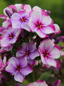 Dekoratives Vorschaubild des Artikels "Flammenblume Neon Flare Blue" (Bildbeschreibung ist in Arbeit)