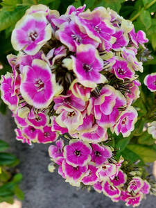 Pflanzen - Flammenblume Orchid Yellow: Die Flammenblume 'Orchid Yellow' bildet eine dichte Bltentraube aus zahlreichen kleinen Blten mit violett-pinker Mitte und cremegelbem Rand. Das Bltenmuster erzeugt einen weichen Farbverlauf. Im Hintergrund sind grne Bltter und eine graue Flche sichtbar.