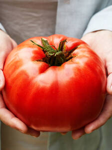 Fleischtomate Gigantomo, F1 (veredelt): (Bildbeschreibung ist in Arbeit)