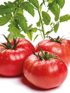 Gemsepflanzen - Fleischtomate St. Pierre, unveredelt