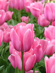 Blumenzwiebeln - Fosteriana-Tulpe Sweet Sixteen: (Bildbeschreibung ist in Arbeit)
