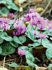 Blumenzwiebeln - Frhlingsalpenveilchen