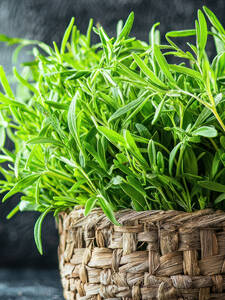 Dekoratives Vorschaubild des Artikels "Franzsischer Estragon French Tarragon" (Bildbeschreibung ist in Arbeit)